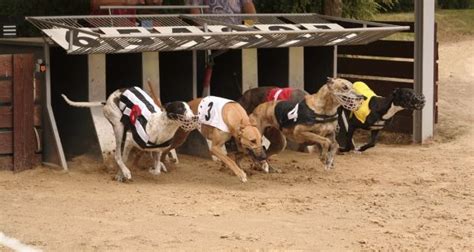 new greyhound betting sites